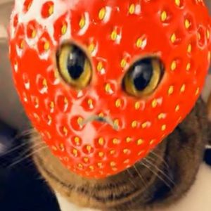 Meet your Posher, Jayden